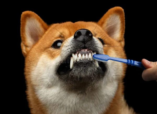 No Toothbrush Battles