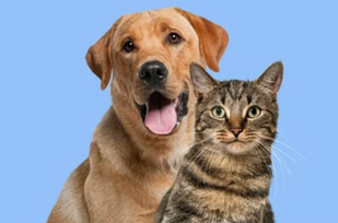 Choose Pet