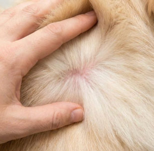 Part the Fur