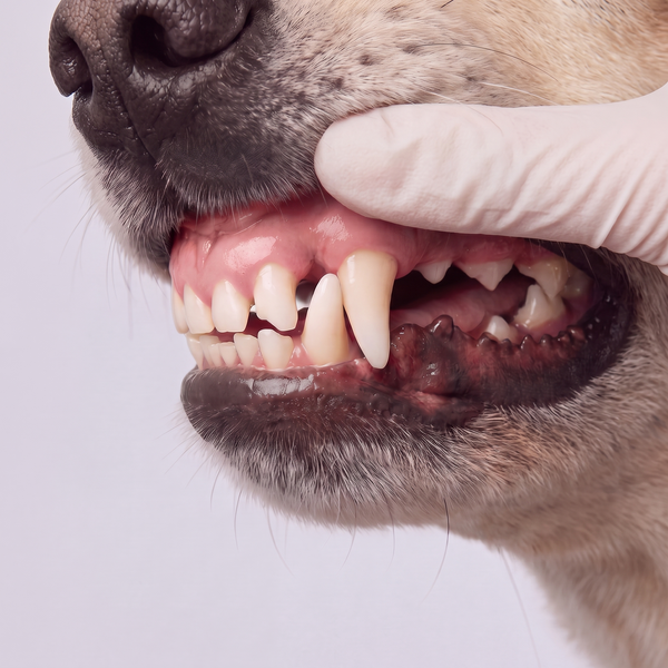 Instant Fresh Breath